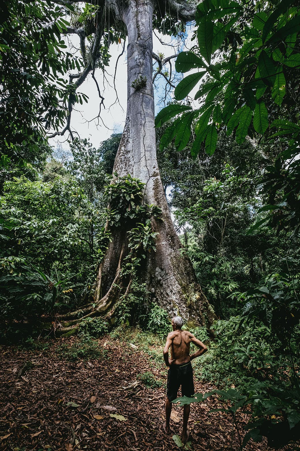 Morador diante de árvore alta na floresta