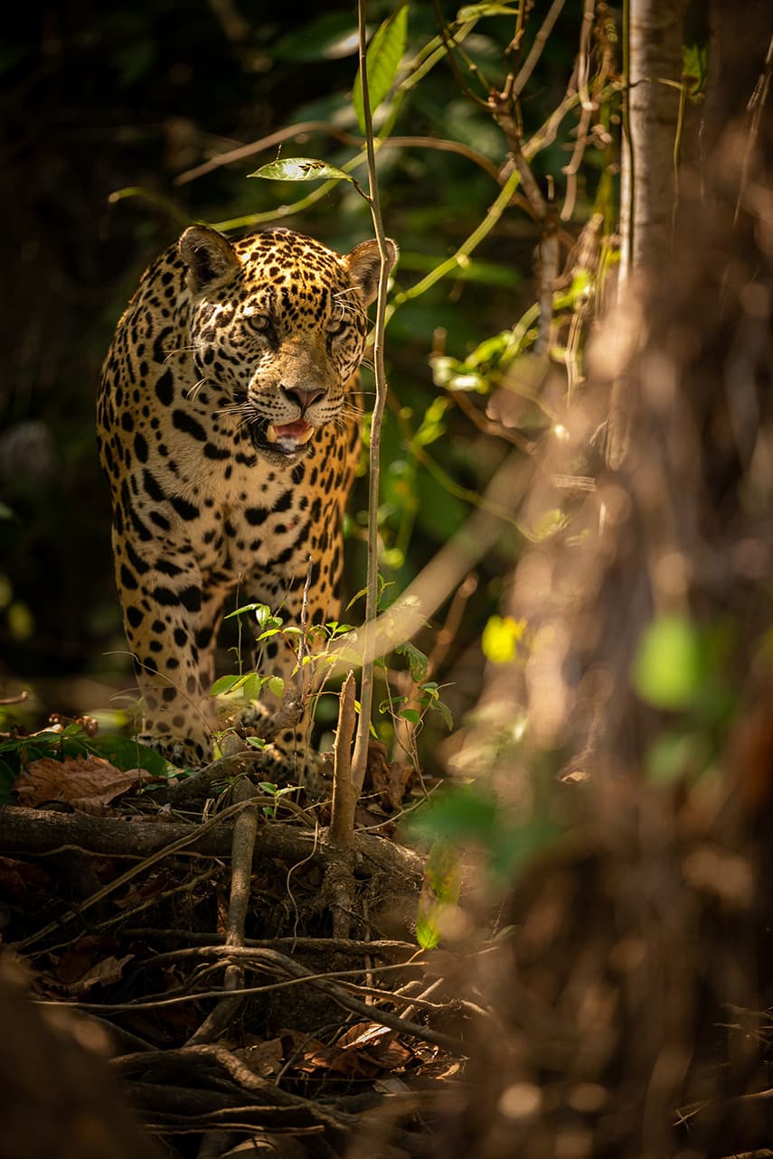 Onça-pintada na vegetação amazônica